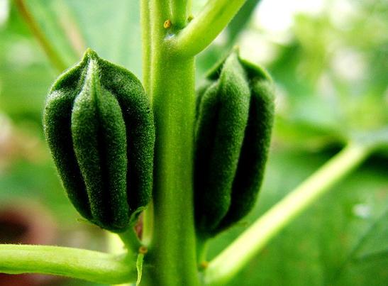 芝麻生產機械化程度偏低 www.hnxd.net.cn